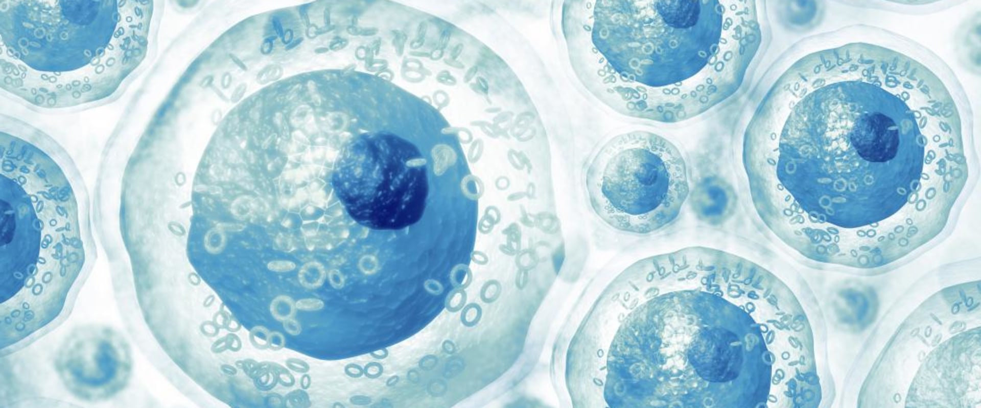 Which types of cells are used for stem cell therapy?